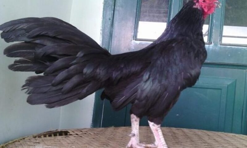 Gà ô có độ lì đòn cực kỳ cao