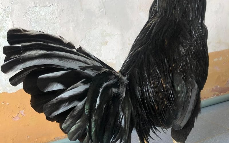 Giá của gà ô chân trắng trên thị trường