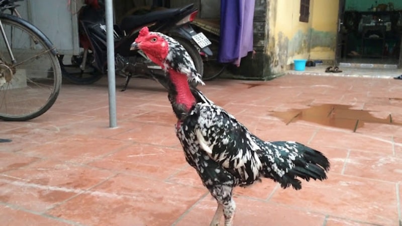 Gà ô chân trắng là gì