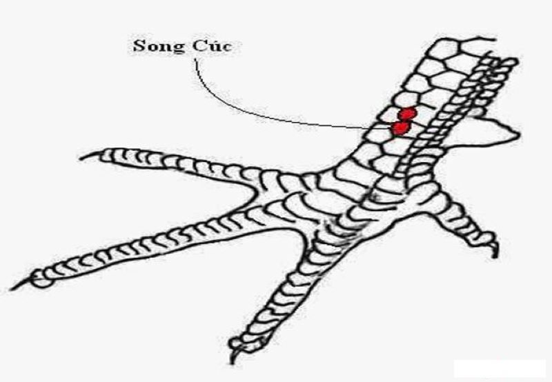 Gà có vảy song cúc thường bị kìm hãm sức mạnh của đôi chân