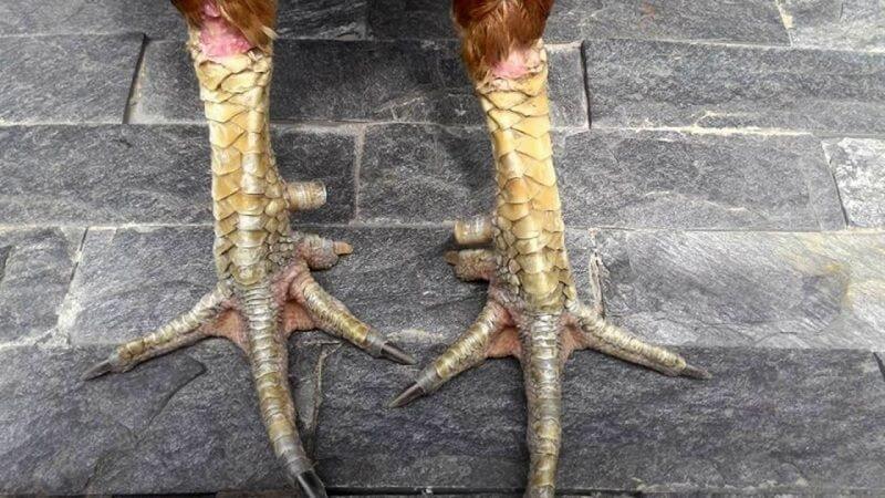 Bạn cũng nên quá tin vào chuyện vảy gà xấu, vảy gà tốt, mà hãy miệt mài huấn luyện nên những chiến kê tốt 