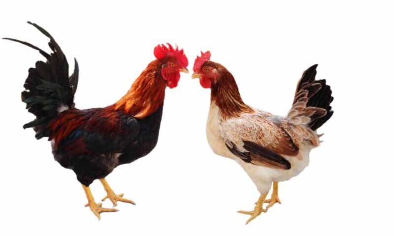 Những lưu ý khi ghép gà trống mái với nhau