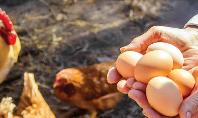 Lựa chọn những quả trứng đạt yêu cầu để ấp