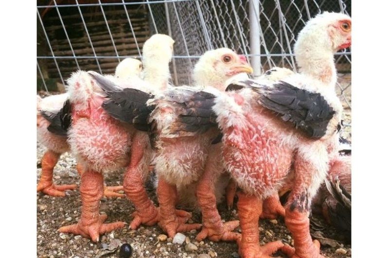 Gà đông tảo thuần chủng và những giá trị của chúng