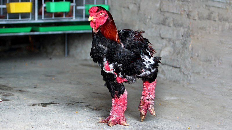 Đâu là cách chọn gà đông tảo thuần chủng chính xác?