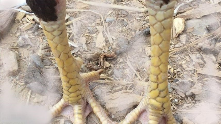 Những điều cơ bản cần lưu ý gì khi lựa chọn nuôi gà chọi Cao Lãnh?