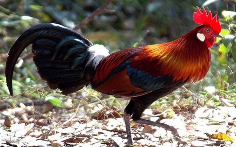 Gà chọi chúi về phía trước khi di chuyển