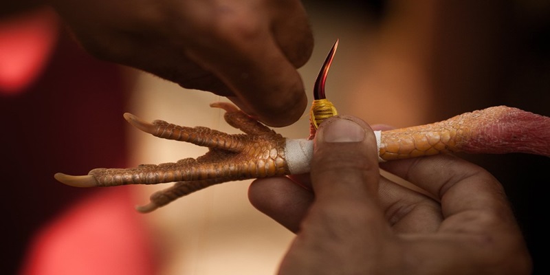 Thông tin giới thiệu tới luật chấp gà