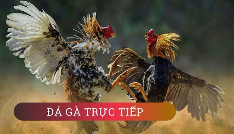 trực tiếp đá gà trực tiếp đá gà