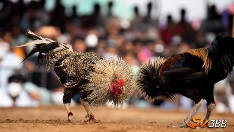 trực tiếp đá gà trực tiếp đá gà