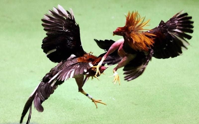 trực tiếp đá gà trực tiếp đá gà