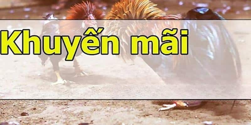 khuyến mãi thể thao