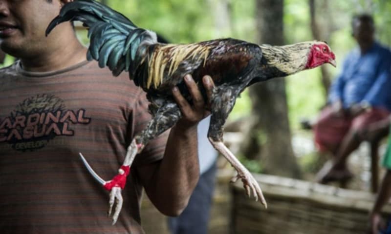 Sảnh đá gà indonesia