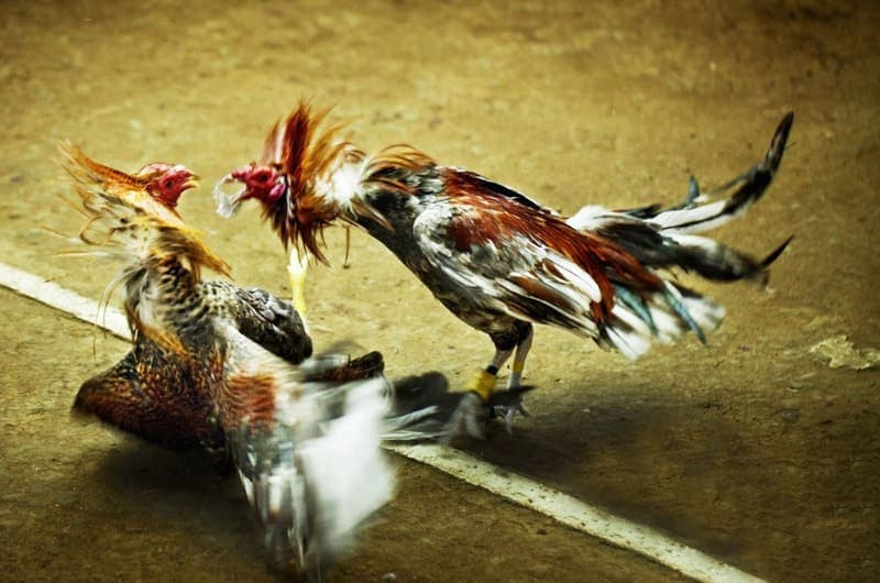 Sảnh đá gà indonesia