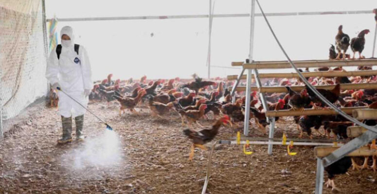 Chia sẻ cách phòng ngừa bệnh Marek ở gà hiệu quả