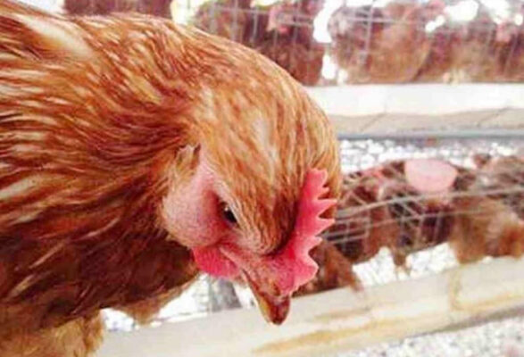 Chia sẻ phương pháp phòng và cách chữa gà bị phù đầu hiệu quả