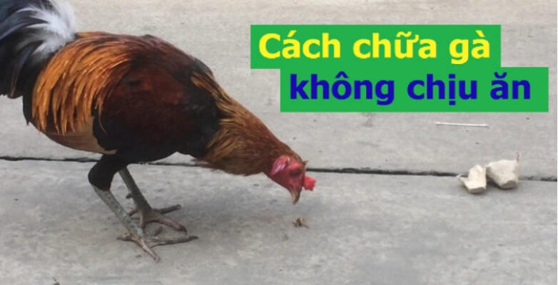 Chia sẻ cách chữa gà không chịu ăn