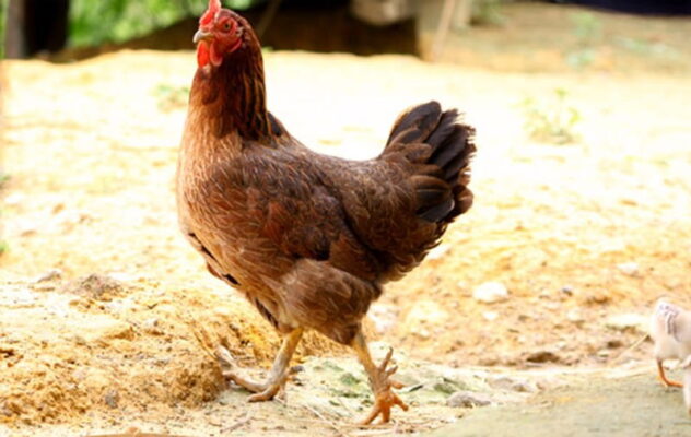 gà mái cựa tốt hay xấu