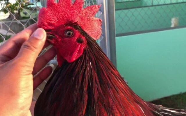 Bệnh hen làm gà bị suy giảm miễn dịch, sức đề kháng