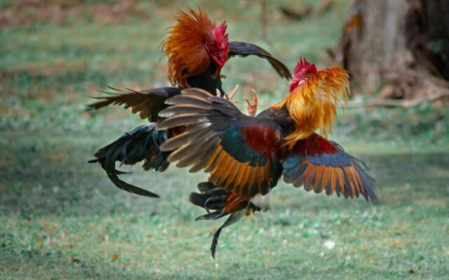 Gà chọi đẹp sở hữu bộ lông dày, dài, màu sắc đẹp mắt