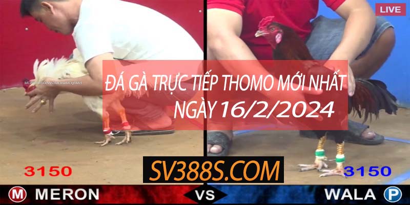 truc tiep thomo 16 2 2024